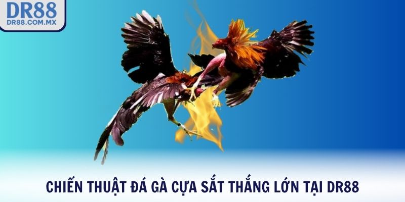 Chiến thuật đá gà cựa sắt thắng lớn tại DR88